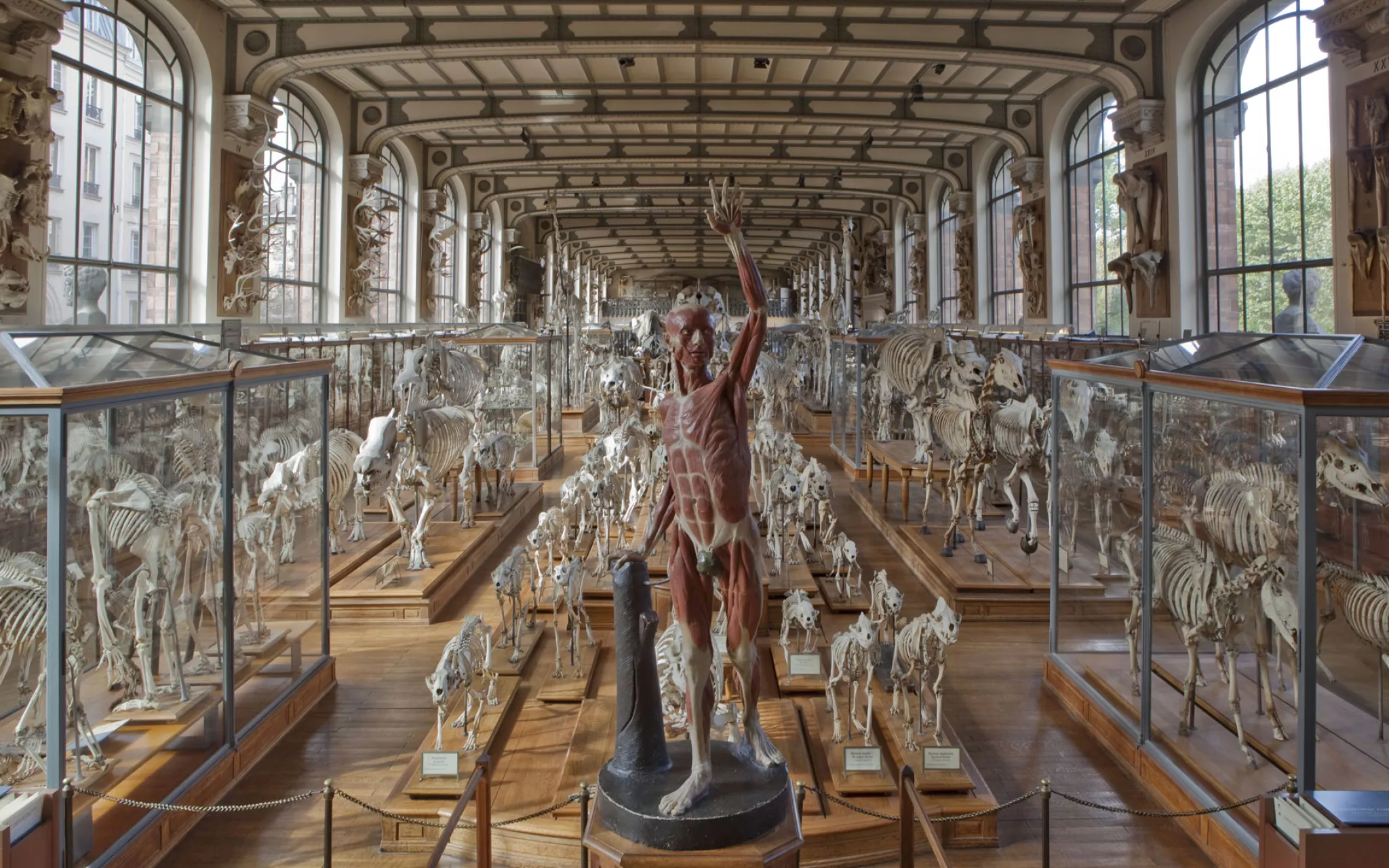 L’écorché de Pinson - Galerie d'Anatomie Comparée