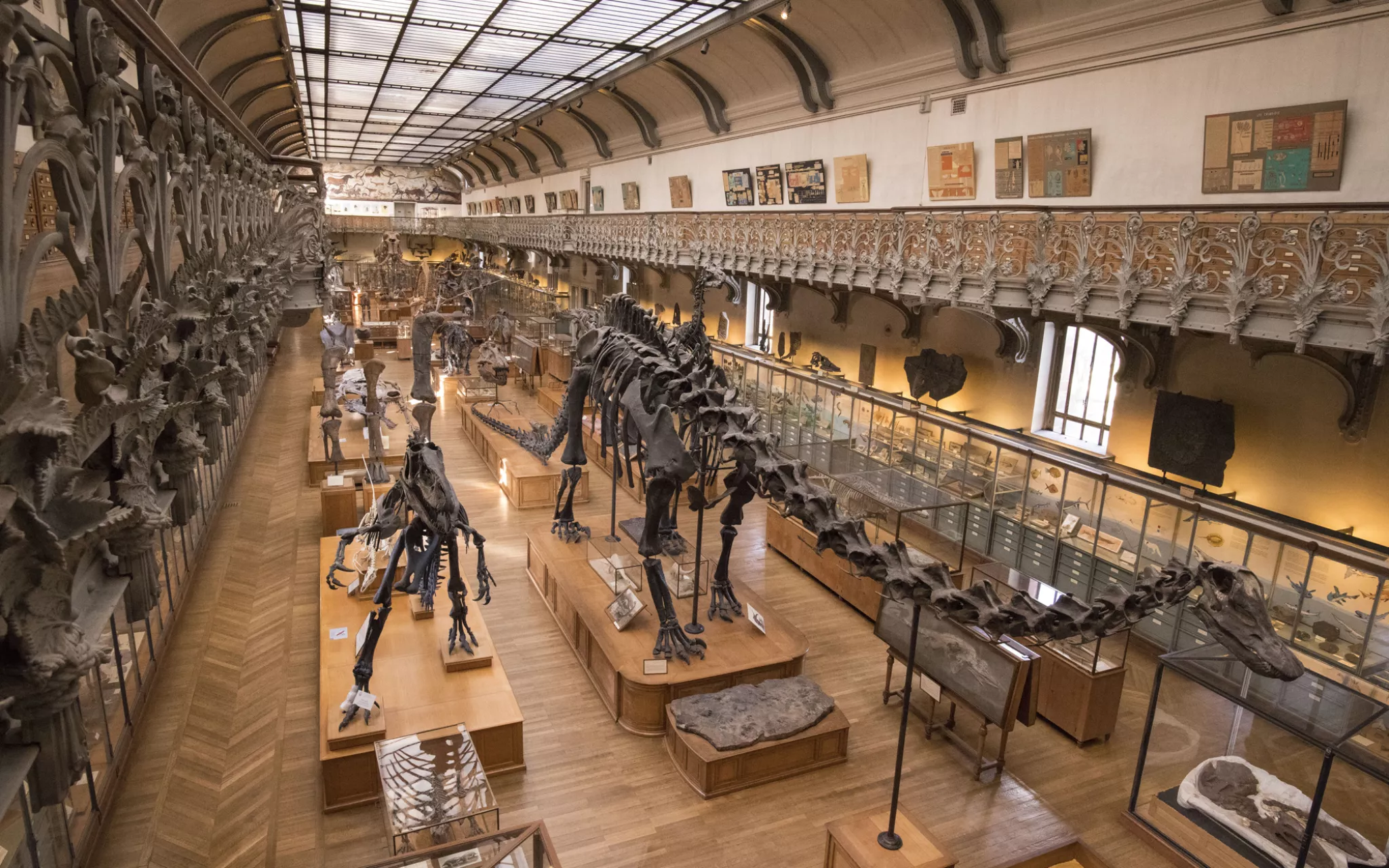 Diplodocus - Galerie de Paléontologie © MNHN - B. Faye