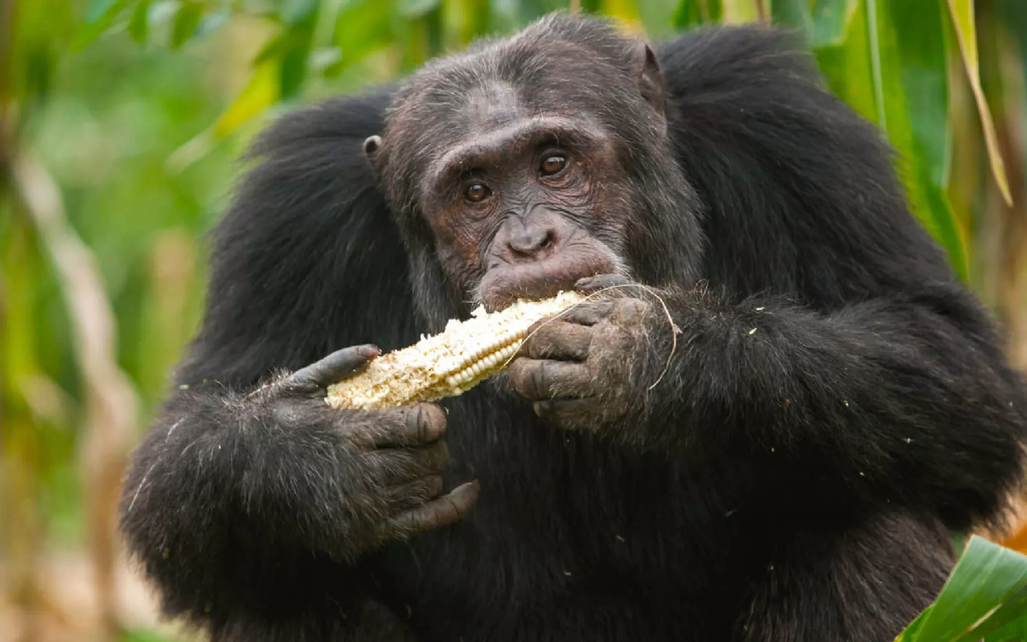 Photo d'un chimpanzé mangeant un épi de maïs