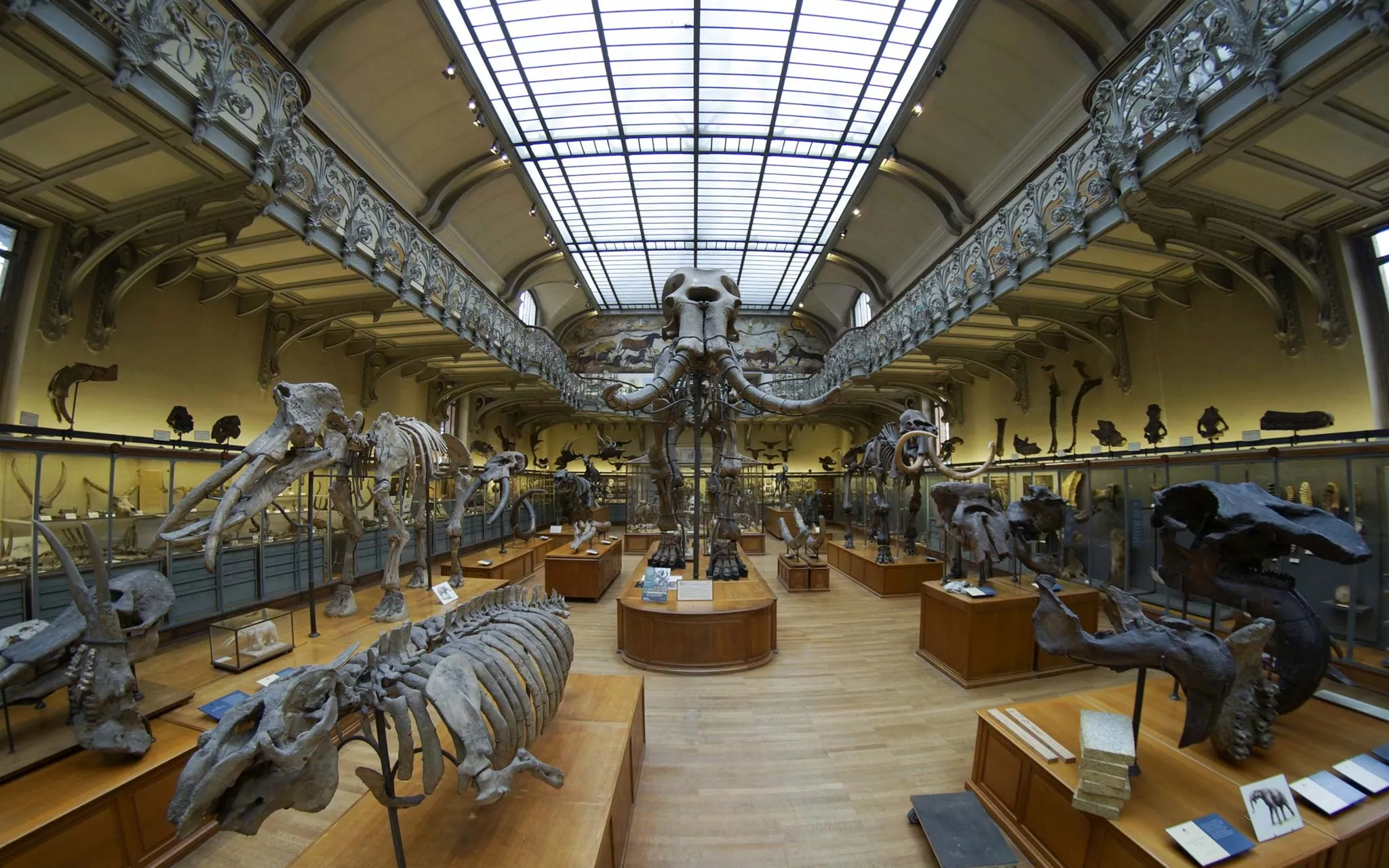 Mammouth de Durfort - Galerie de Paléontologie et d'Anatomie comparée