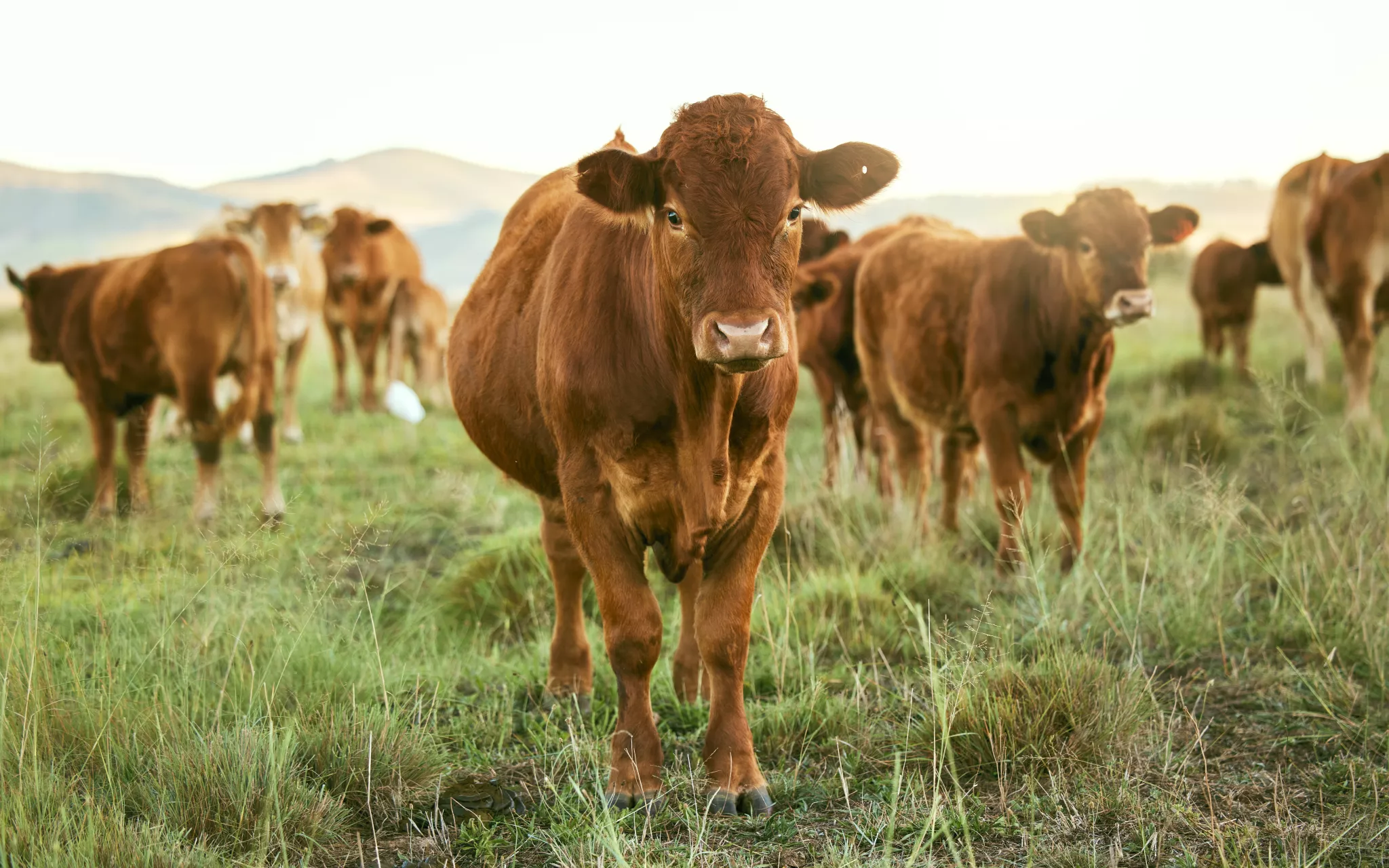 Photos de vaches dans une prairie