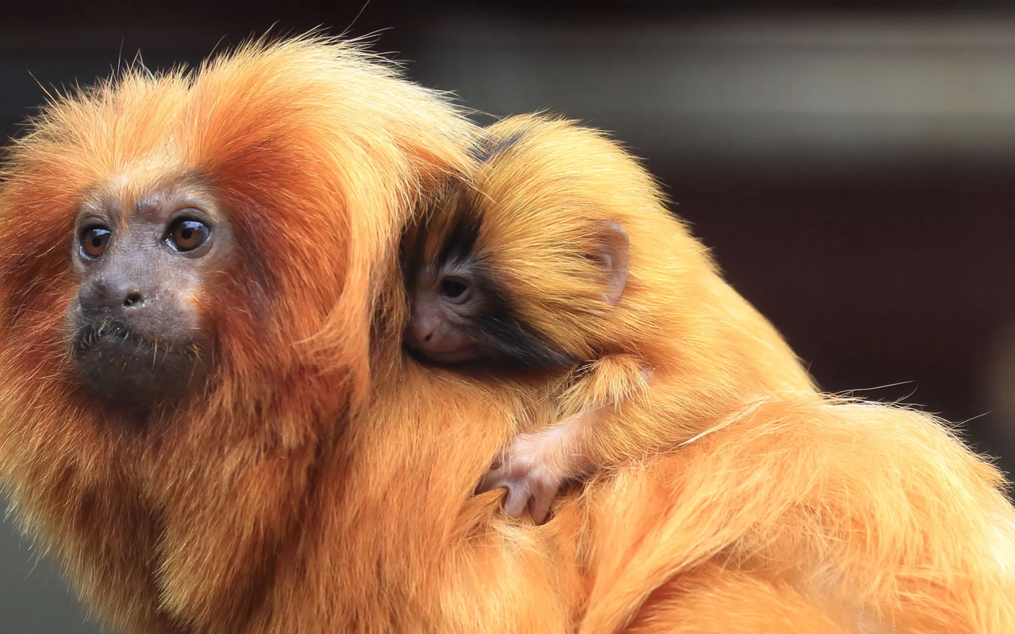 Tamarin