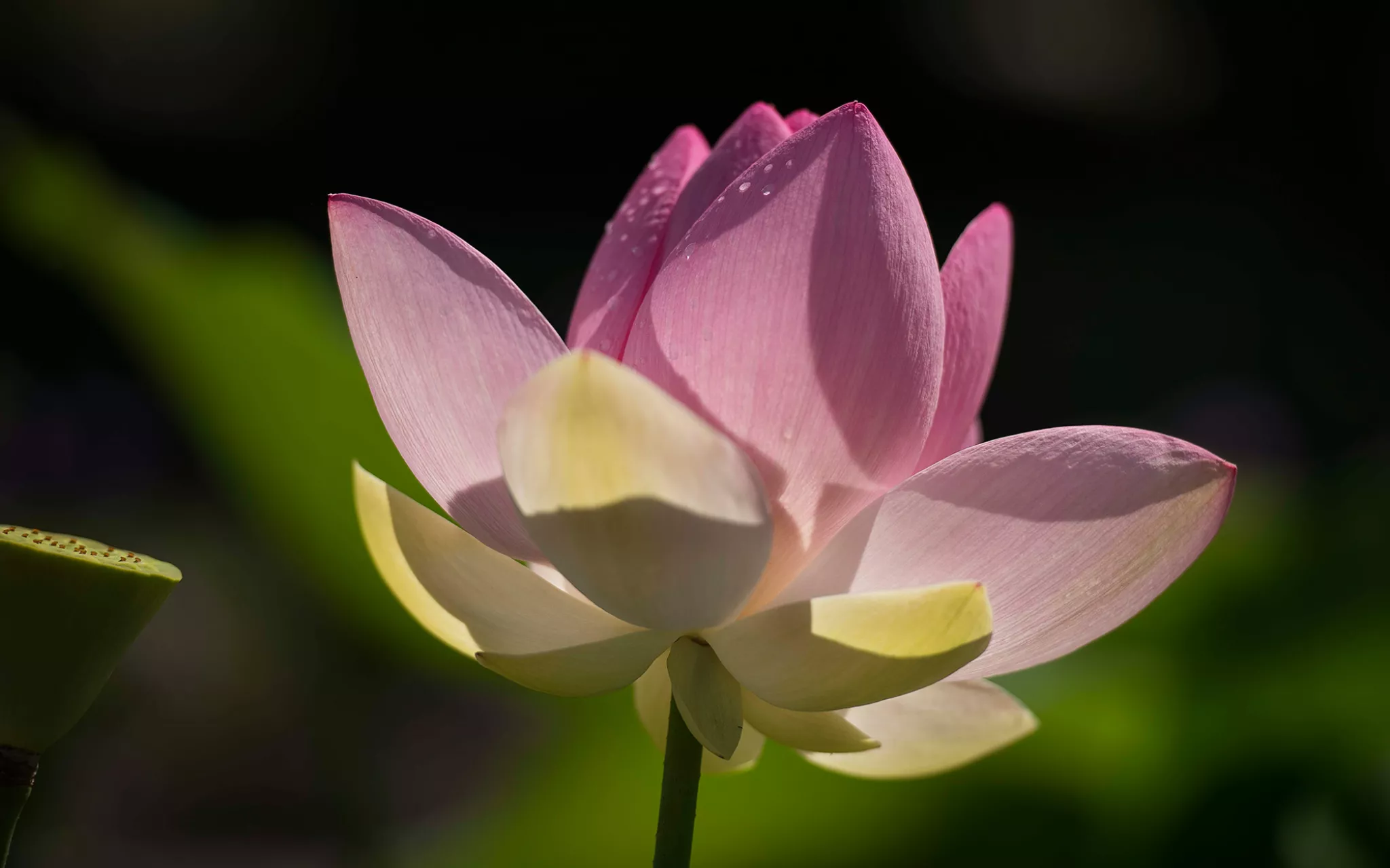 Lotus sacré en gros plan