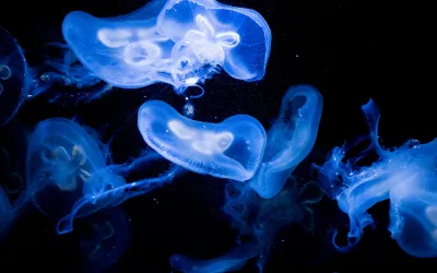 Méduses bioluminescentes