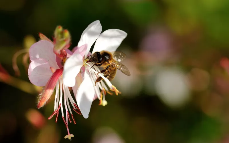 Abeille qui butine une fleur
