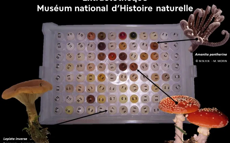 Extractothèque