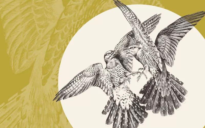 Illustration d'un affrontement entre deux oiseaux