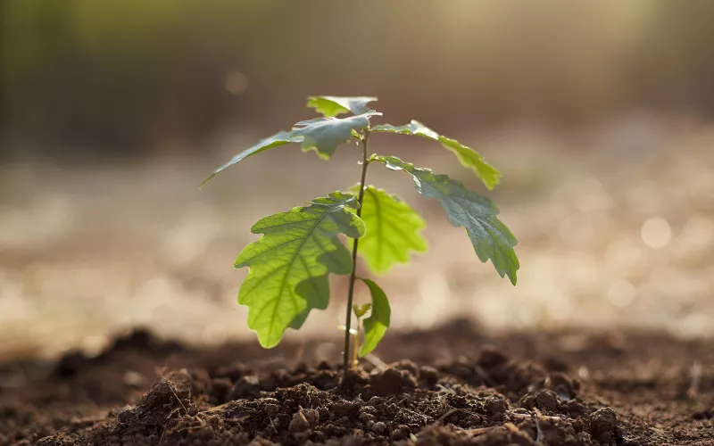 Photo d'une plantule de chêne © Pavlenko via Unsplash