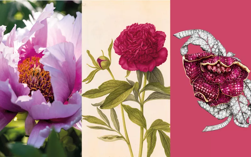 Triptyque de pivoines