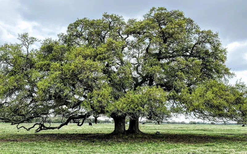 Photo d'un grand chêne feuillu au milieu d'une prairie verte