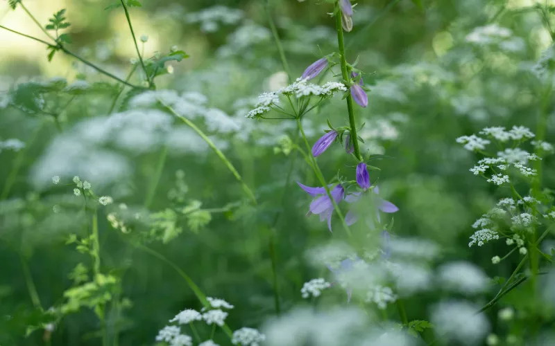 Fleurs sauvages au jardin écologique - Jardin des Plantes