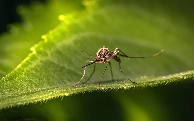 Moustique posé sur une feuille verte.