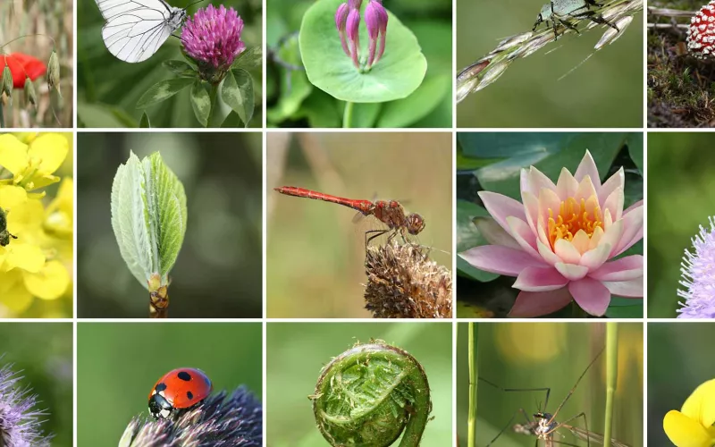 Mosaïque de photos de végétaux et d'insectes.