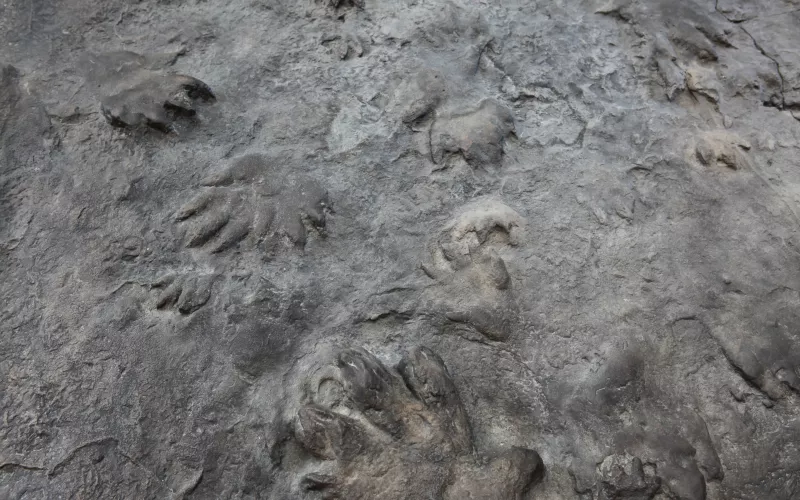 Photo de traces de pas dans de la pierre