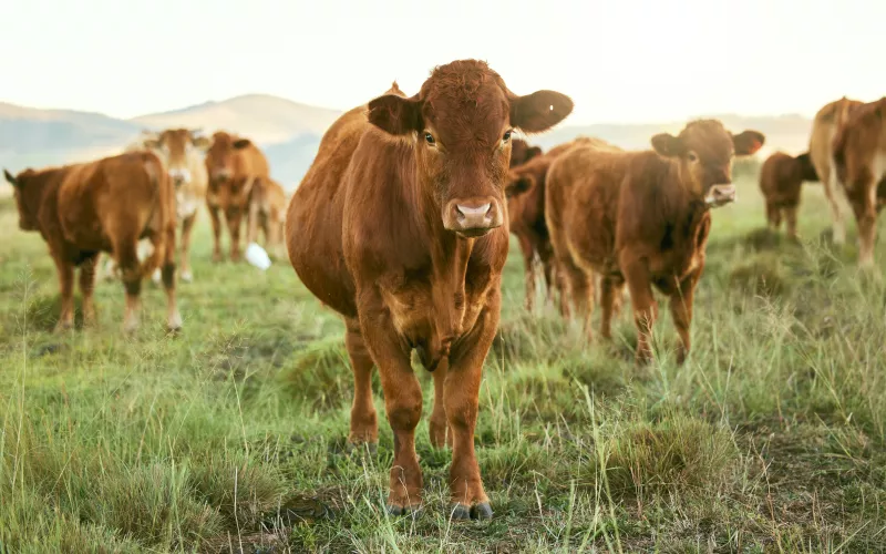 Photos de vaches dans une prairie