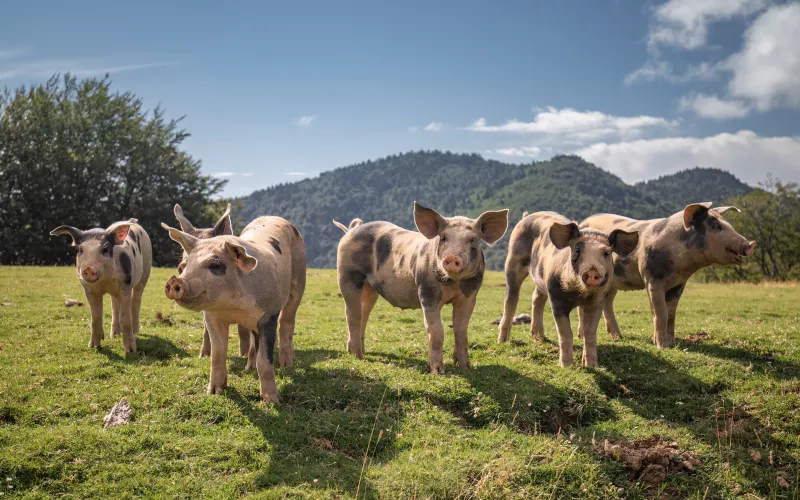 Six jeunes cochons à la montagne