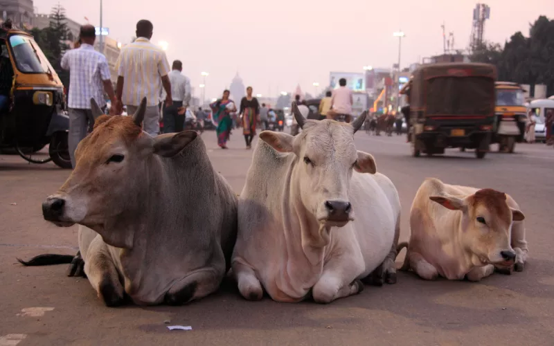 Vaches sacrées en Inde