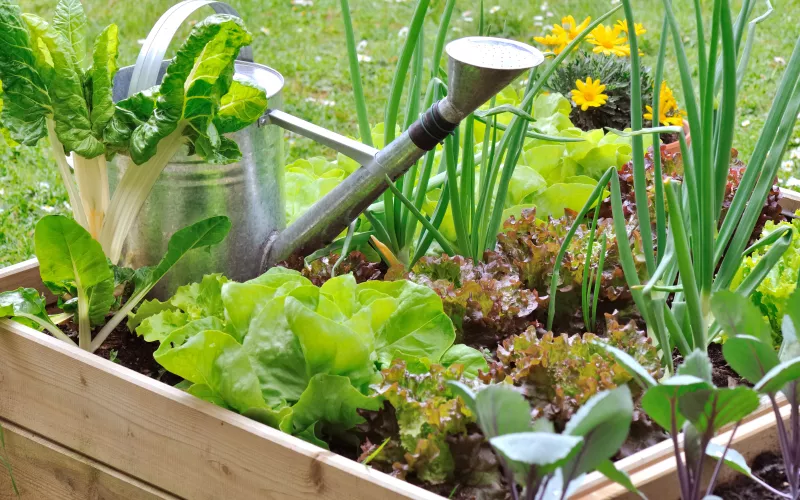Salades poussant dans un petit potager