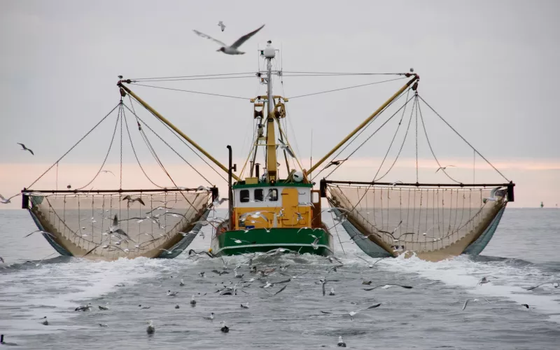 Photo d'un chalutier vu de face, poursuivi par des mouettes
