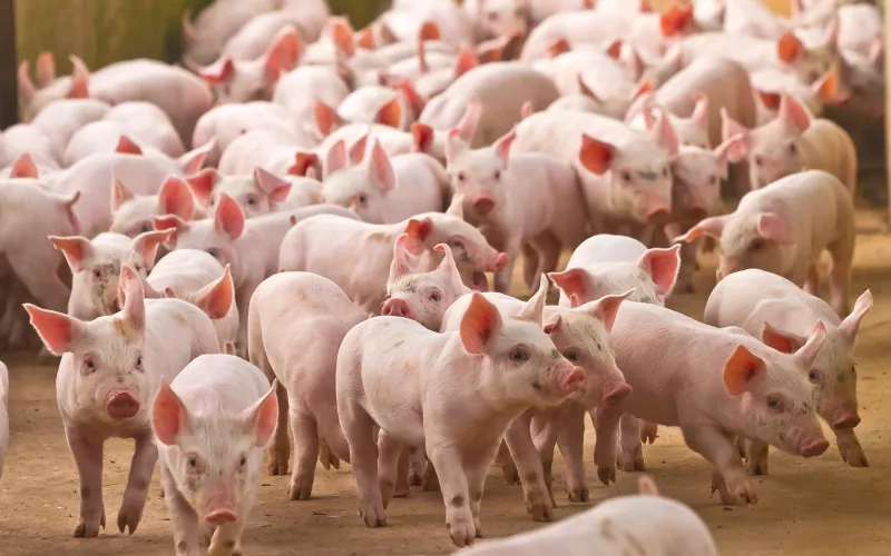 Élevage de porcs