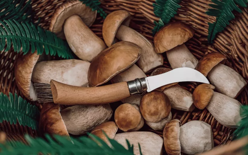 Couteau à champignons