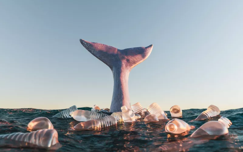 Pollution plastique mettant en danger les Cétacés