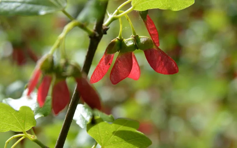 Feuilles d'érable (Acer obtusifolium) à l'Arboretum de Versailles-Chèvreloup