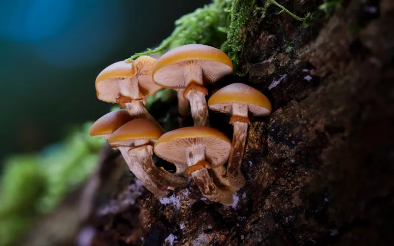Galère marginée (Galerina marginata)