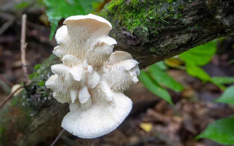 Hericium erinaceus
