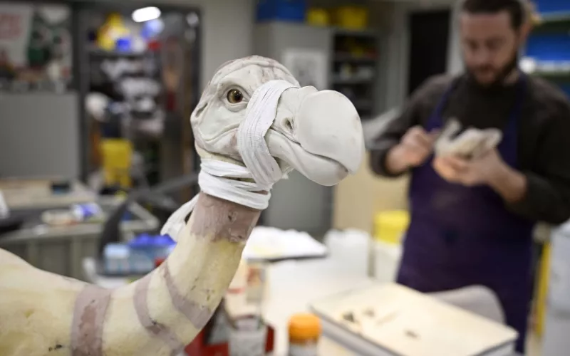 Reconstitution du dodo atelier de taxidermie Muséum