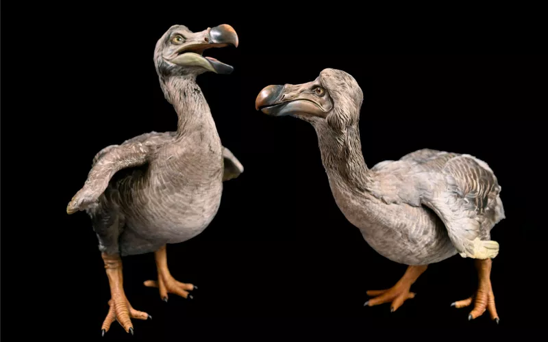 Dodos