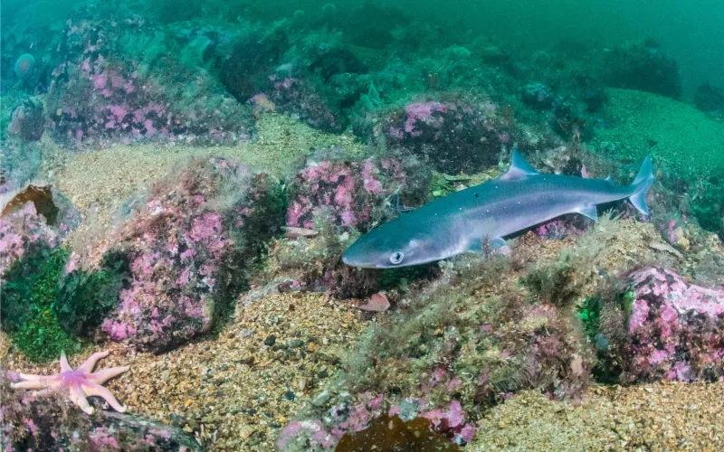 Aiguillat commun (Squalus acanthias) en Norvège