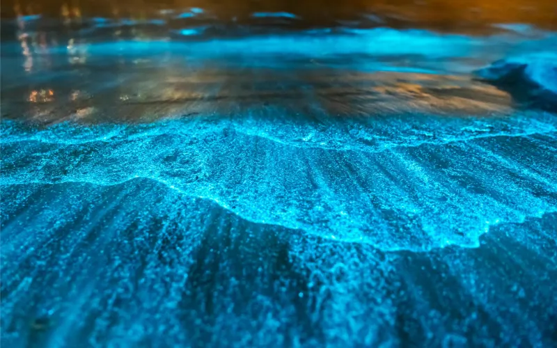 bioluminescence plage