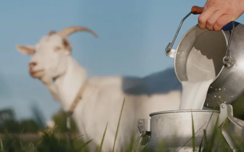 Lait de chèvre