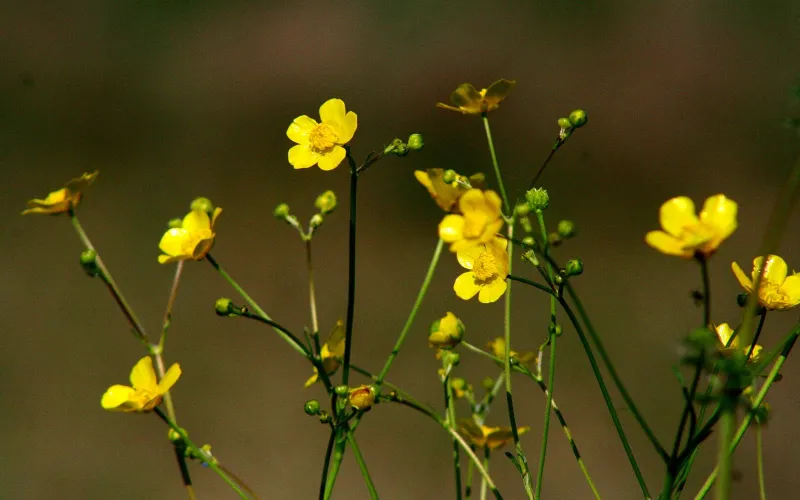 Renoncule âcre (Ranunculus acris) aussi appelé Bouton-d'or