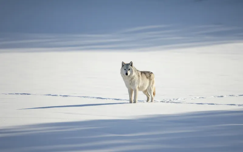 Loup terrible