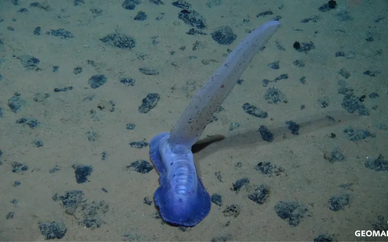 Concombre de mer (Psychropotes longicauda) sur des nodules de manganèses dans les grands fonds marins
