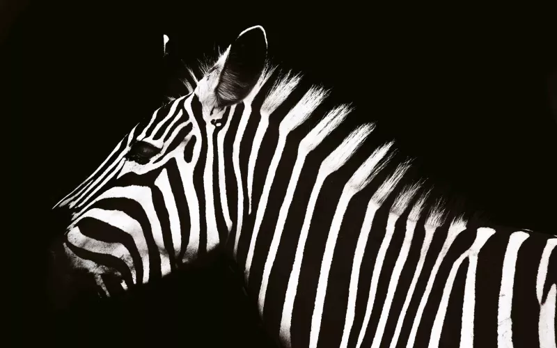 Photo en gros plan de la tête d'un zèbre sur fond noir
