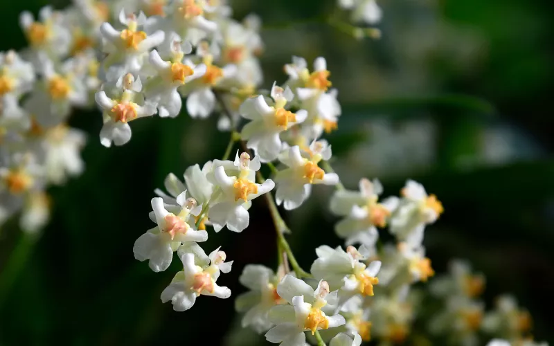 Photo d'Oncidium Twinkle White (orchidée)