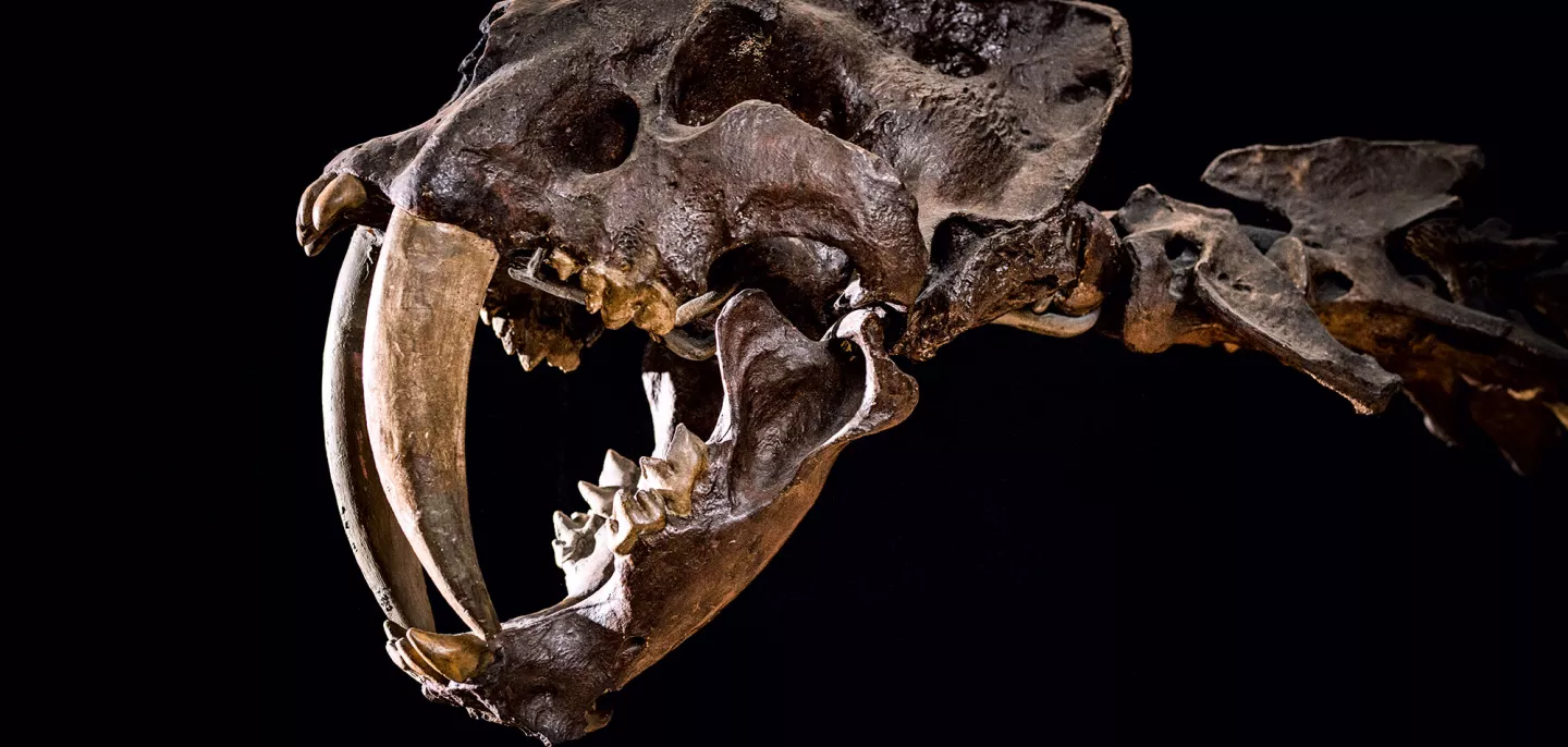 Tigre à dents de sabre - Muséum national d’Histoire naturelle © MNHN - A. Iatzoura Crâne de tigre à dents de sabre