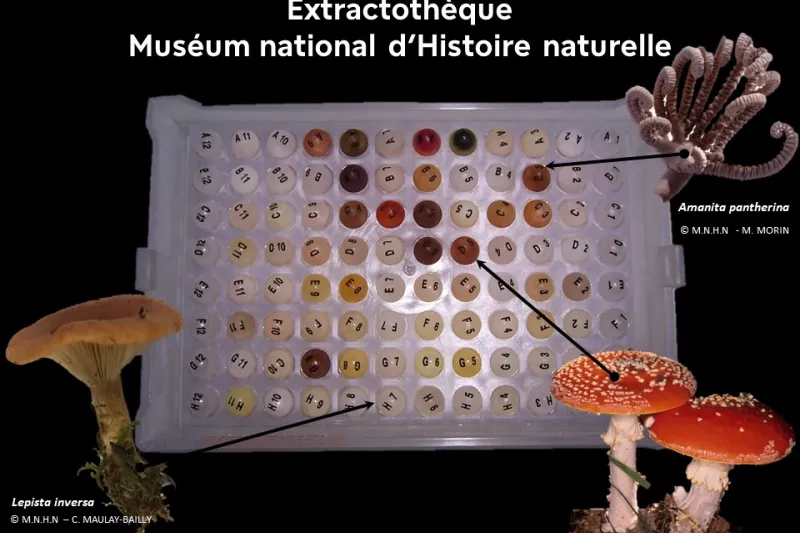 Extractothèque