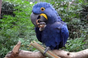 Ara hyacinthe bleu et jaune mangeant une noix.