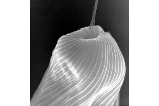 Euglena gracilis : vue montrant la partie antérieure de la cellule, le cytopharynx et les deux flagelles