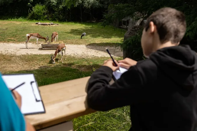 Des enfants dessinent des antilopes