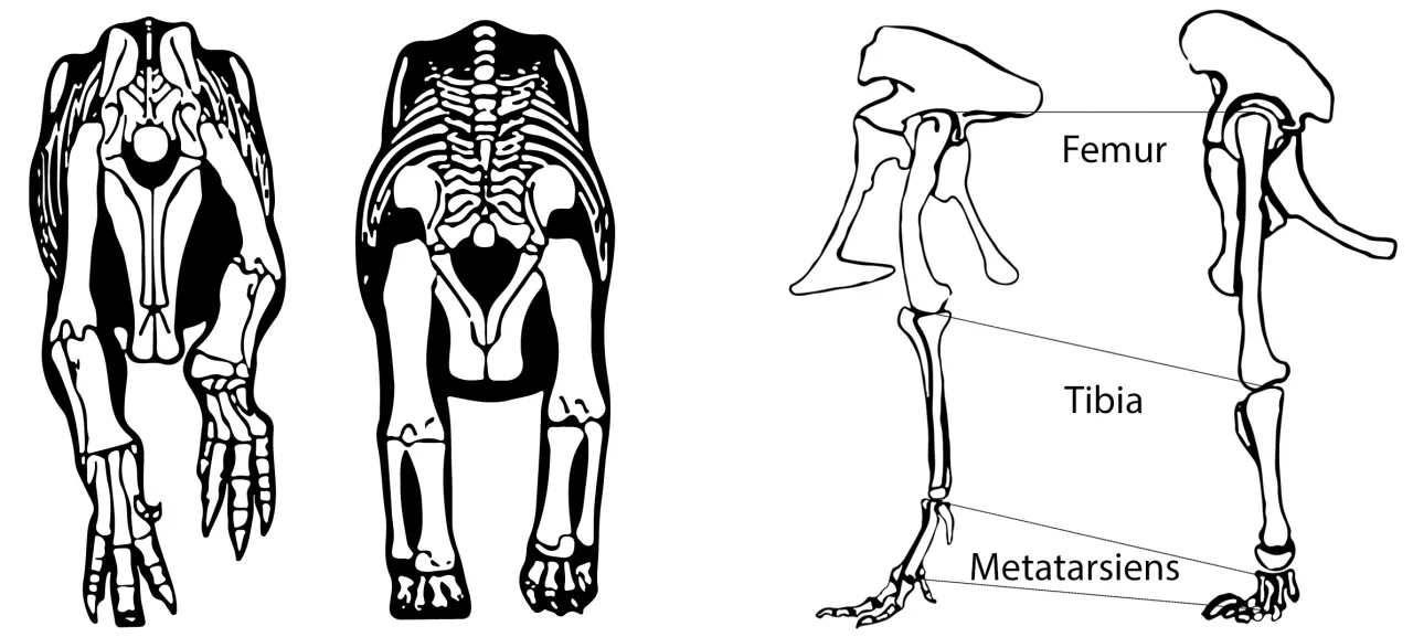 Schémas de membres postérieurs de dinosaures.