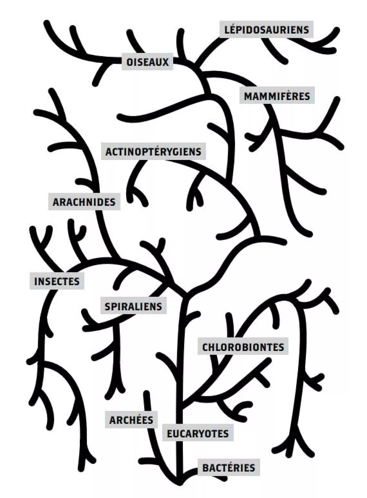 Illustration de l'arbre phylogénétique du vivant. Les êtres vivants se répartissent en trois grands groupes : bactéries, archées et eucaryotes.