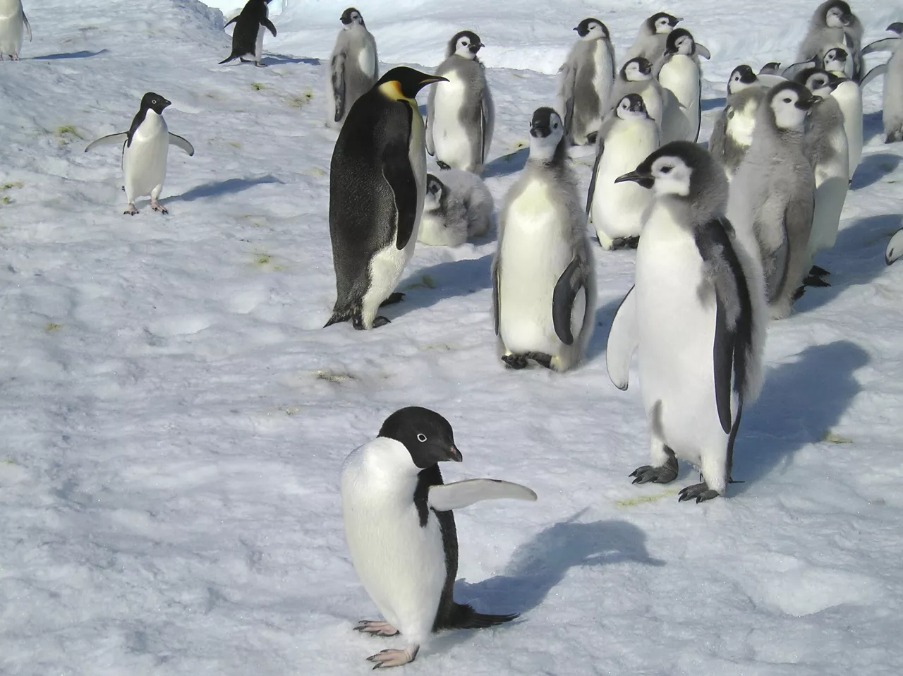 Photo d'un groupe de manchots sur la banquise