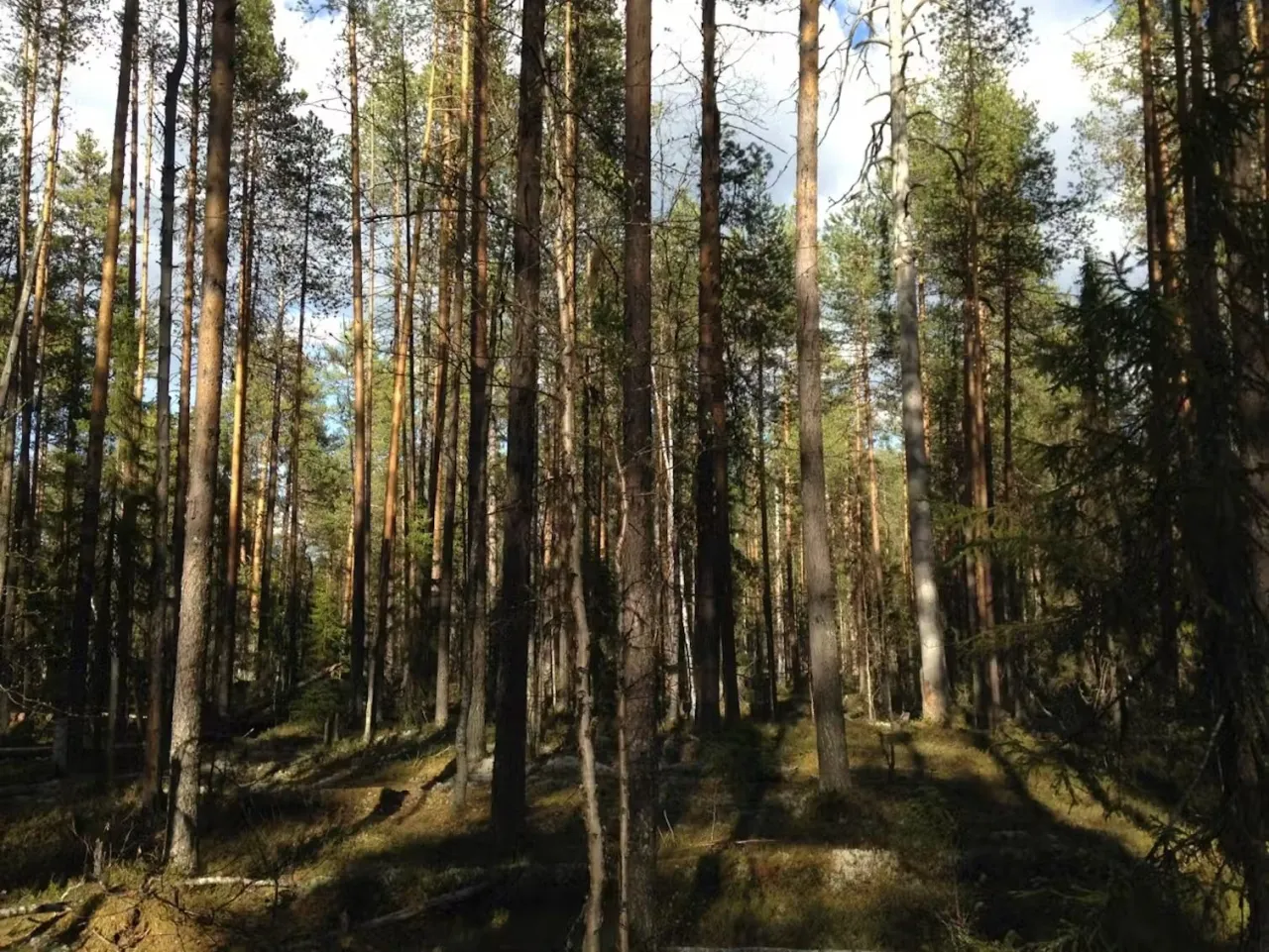 Forêt boréale