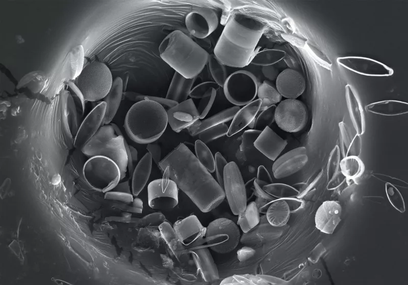 Microbiotes - Muséum national d’Histoire naturelle