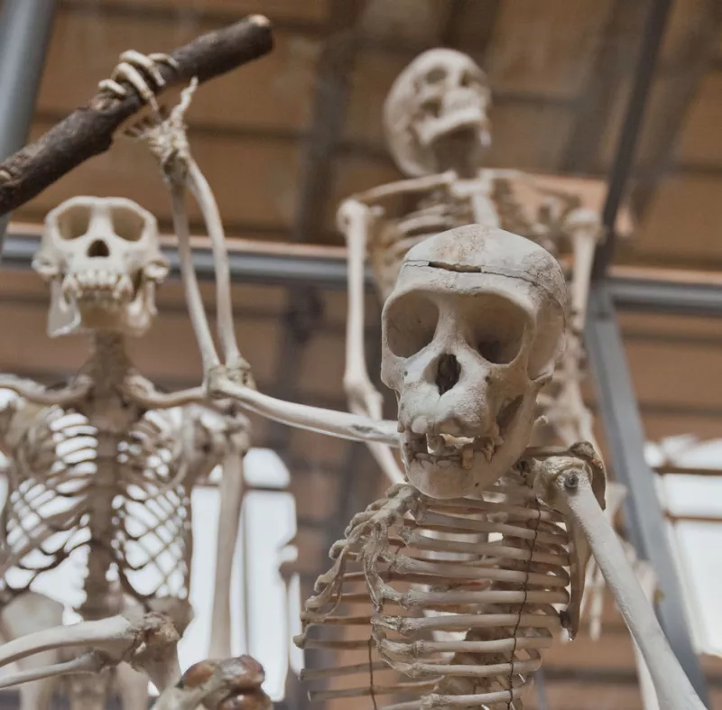 Galerie d'Anatomie comparée